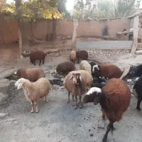 ۲۰ راس بره نر و ماده|حیوانات مزرعه|بوئین و میاندشت, |دیوار