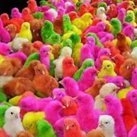 انواع جوجه طیور