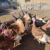 بوقلمون|حیوانات مزرعه|گنبد کاووس, |دیوار