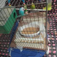 مرغ عشق|پرنده|کرمانشاه, |دیوار