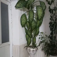 گل دیفن و شفلرا|گل و گیاه طبیعی|حسین آباد, |دیوار