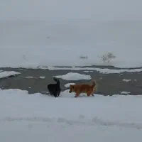 یه جفت سگ روزگاری