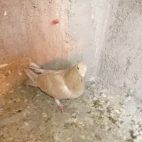 کفتر|پرنده|مشهد, مشکینی (شهرک غرب)|دیوار