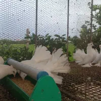 کبوتر زینتی|پرنده|ساری, |دیوار