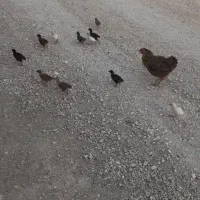 مرغ با ۱۱ تا جوجه