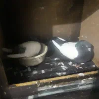 کفتر سینه سیاه|پرنده|قم, پاسدار|دیوار