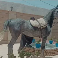 اسب نریان|اسب و تجهیزات اسبسواری|گنبد کاووس, |دیوار