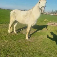 مادیان|اسب و تجهیزات اسب‌سواری|گرگان, |دیوار