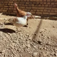 دو عدد بوقلمون