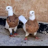 تعویض چاقو قدیمی