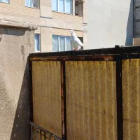 تعدادی جوجه کفتر خوش سو از پدر مادر پرشی سالم|پرنده|تهران, بیسیم|دیوار