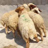 ۴عدد گوسفندجوان ابستن