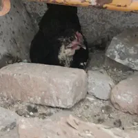 مرغ وخروس