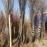 نهال الو یک و دو ساله