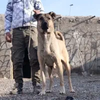 واگذاری ماده سرابی