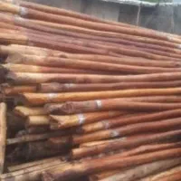 خریدار تیرچوب رو سقفی و درخت میوه