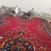 ساده|پرنده|شاندیز, |دیوار