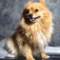 پامر خرسی حامله هست|سگ|کاشمر, |دیوار