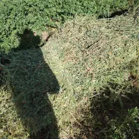 بیده (یونجه)