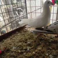 سه عدد ماده به ضمانت|پرنده|بجنورد, |دیوار