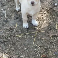 اشپیتز پاکوتاه ۲ماهه