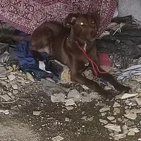 سگ دوبرمن ۵ ماهه|سگ|کرمانشاه, |دیوار