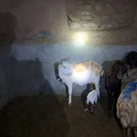 بز جوان|حیوانات مزرعه|سبزوار, رباط|دیوار