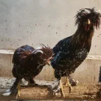 جوجه سلطان و جوجه محلی|حیوانات مزرعه|یزد, |دیوار