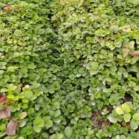 فروش بوته توت فرنگی سابرینا و کاماروس|گل و گیاه طبیعی|ماکلوان, |دیوار