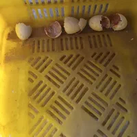 مرغ و جوجه بوقلمون|حیوانات مزرعه|کرمان, |دیوار