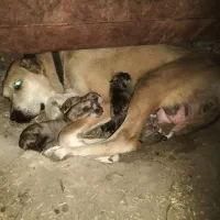 تربت حیدریه روستای کاج درخت