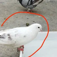 کبوتر نر دوکت گُم شده تو شهر بیجار