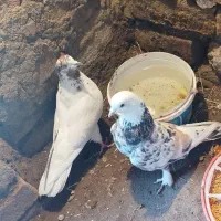 کفتر کبوتر تهرانی