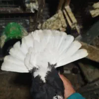 ۲تاکله ای۲تا تهرانی ماده دمسفیدوسور نر|پرنده|خرمآباد, |دیوار