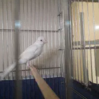 قناری نر سفید جوان سه دانگ