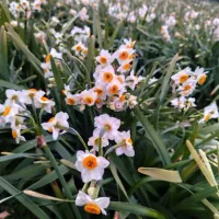 فروش گل نرگس تازه/عمده و تعداد بالا