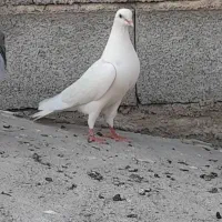 کفتر پرشی & طوقی