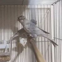 قناری رنگ خاص و کمیاب جفت|پرنده|کرمان, |دیوار