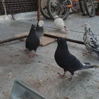 زاغ دم سفید نر و ماده|پرنده|تهران, شهرک طالقانی|دیوار