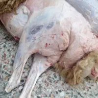 قصاب|استخدام خدمات فروشگاه و رستوران|آبادان, |دیوار