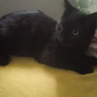 واگذاری گربه 4ماهه نر