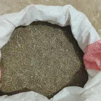 زیره سبز دیم