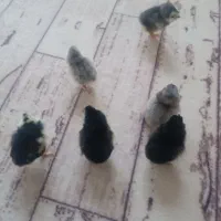 جوجه 3روزه آراکانا
