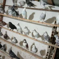 کبوتر فروشی