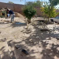 مرغ سفید|حیوانات مزرعه|بن, |دیوار