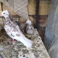 دم سفید|پرنده|فردوس (خراسان), |دیوار