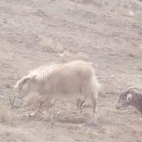 گوسفند زنده|حیوانات مزرعه|یزدان شهر, |دیوار