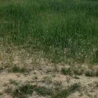 ۳طناب زمین کشاورزی با سهم آب از چاه عمیق