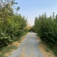 قطعات باغ ۲۵۰۰ متر و ۵۰۰ متر در شهریار میدان نماز|فروش زمین و ملک کلنگی|شهریار, رضی آباد پایین|دیوار