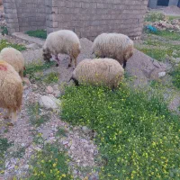 میش جوان وابسته درمهران